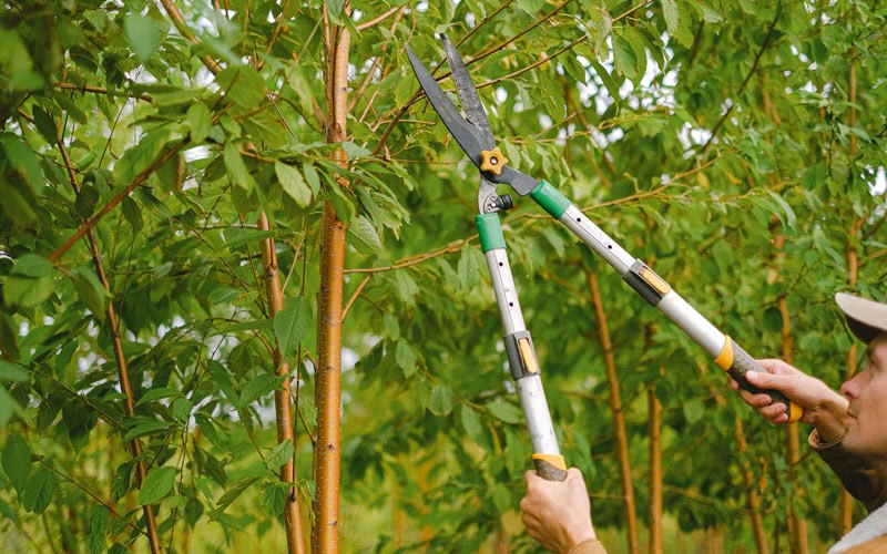 Tree trimming in Danese, WV
