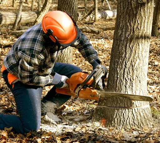 Tree Removal in Danese, WV